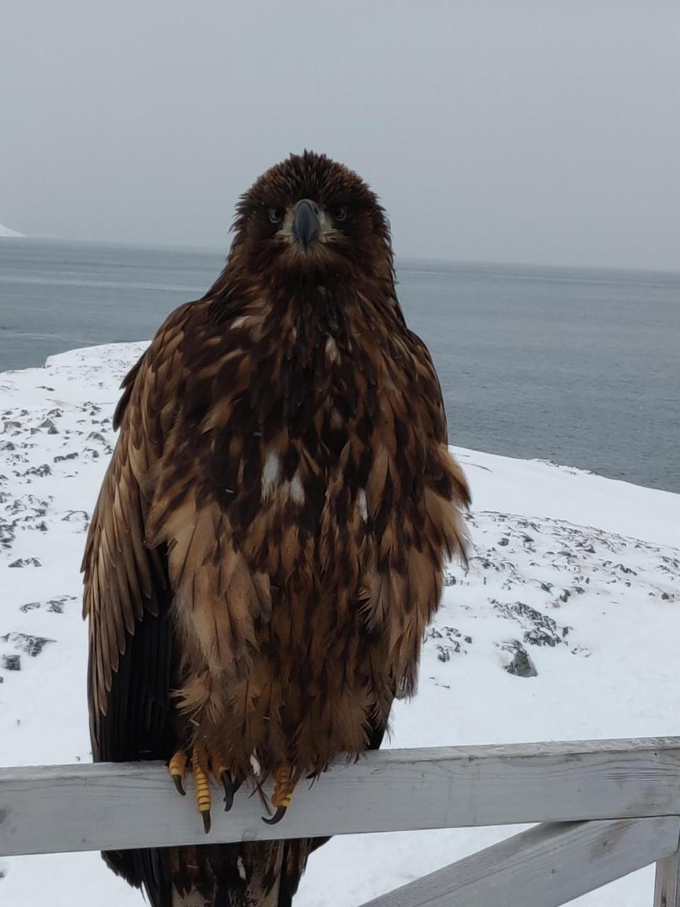 Eagle View Hotel Nuuk Kültér fotó